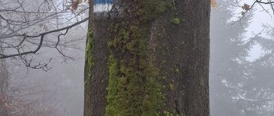 Skrzyżowanie szlaków pod Kościelcem ↔ Jaworzyna