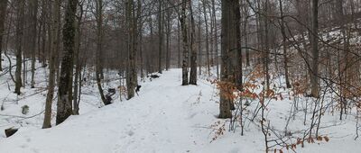 Rozejście szlaków nad Nasicznem ↔ Dwernik Kamień, rozejście szlaków