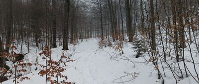 Rozejście szlaków nad Nasicznem ↔ Dwernik Kamień, rozejście szlaków