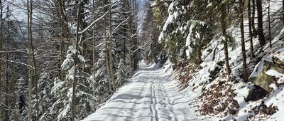 Przełęcz Borek ↔ Skrzyżowanie pod Stawieńcem [Na niebieskim szlaku przez Dolinę Kamienicy]