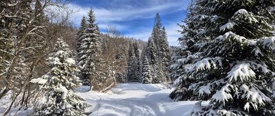 Przełęcz Borek ↔ Skrzyżowanie pod Stawieńcem [Na niebieskim szlaku, przed Przełęczą Borek]