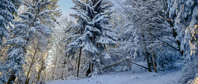 Lubień ↔ Rozejście szlaków [Czarny szlak na Szczebel]