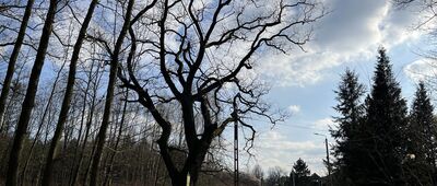 Truskolasy ↔ Kłobuck