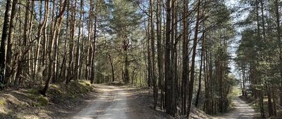 Węże, las ↔ Draby