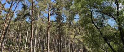 Rozejście szlaków ↔ Suchociel