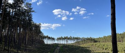 Rozejście szlaków ↔ Bucharzewo, stary cmentarz ewangelicki