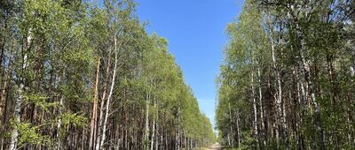 Rozejście szlaków ↔ Mężyk