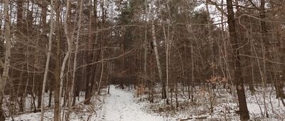 Rezerwat Góra Zborów