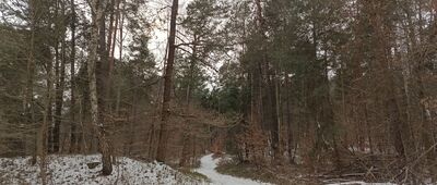 Rezerwat Góra Zborów