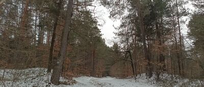 Rezerwat Góra Zborów