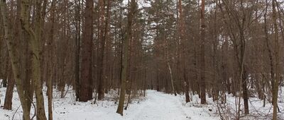 Rezerwat Góra Zborów, początek szlaku czarnego