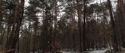 Rezerwat Góra Zborów ↔ Skały Kroczyckie, odejście szlaku żółtego