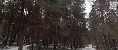 Skały Kroczyckie, odejście szlaku żółtego