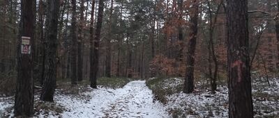 Skały Kroczyckie, odejście szlaku żółtego ↔ Skały Kroczyckie, odejście szlaku czerwonego