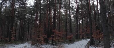 Skały Kroczyckie, odejście szlaku czerwonego