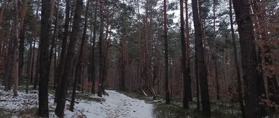 Skały Kroczyckie, odejście szlaku czerwonego