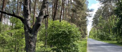 Mirosław ↔ Walkowice, Dębowiec