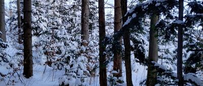 Las Suchowarski ↔ Przełęcz Glinne