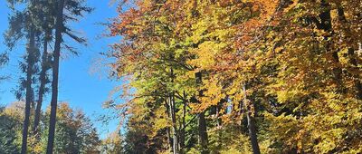 Złockie, cerkiew ↔ Pod Jaworzyną Krynicką, odejście do schroniska