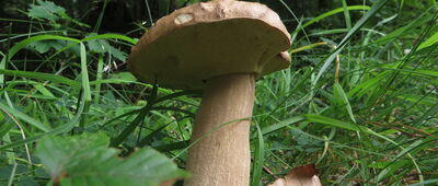 Pęglity ↔ Stare Jabłonki, las