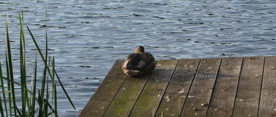 Zatoka Łabędzia Szyja ↔ Rozejście szlaków [dzień 12 - Jezioro Ukiel - Zatoka Łabędzia Szyja]