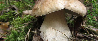 Nowa Wieś ↔ Joachimów-Mogiły, niemiecki cmentarz wojenny [dzień 20 - Puszcza Bolimowska - Borowik szlachetny]