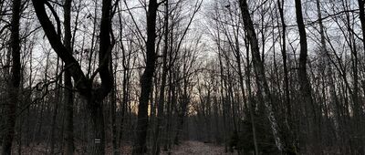 Stara Wesoła, las ↔ Stara Wesoła, odejście szlaku niebieskiego