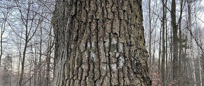 Dolina Murckowska [Stare kropki szlaku zielonego i czarnego]