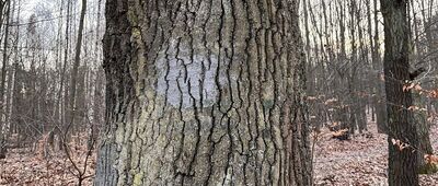 Dolina Murckowska [Stare kropki szlaku zielonego i czarnego]