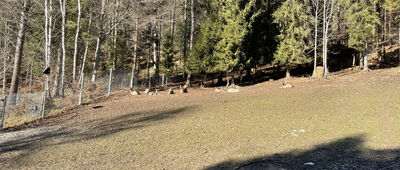 Bogdanówka ↔ Więciórka Polana