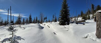 Gorc Troszacki ↔ Skrzyżowanie pod Stawieńcem [Podejście w stronę Gorca Troszackiego, szlak zielony]