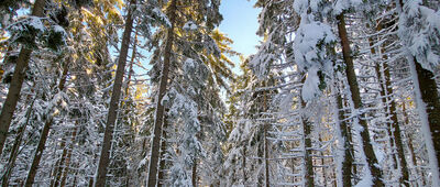 Sokolica ↔ Przełęcz Krowiarki [Poranek na czerwonym szlaku]