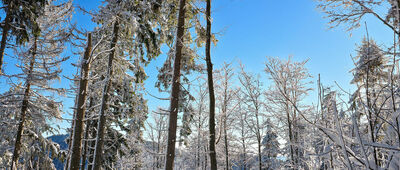 Sokolica ↔ Przełęcz Krowiarki [Poranek na czerwonym szlaku]