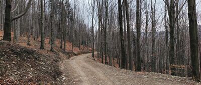 Rozejście szlaków ↔ Rozejście szlaków [Szarość i brąz, końcówka zimy. I tak jest pięknie.]