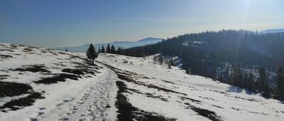 Magurka Radziechowska ↔ Hala Radziechowska [Hala Radziechowska]