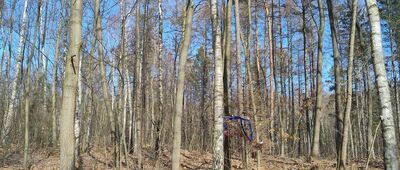 Buczyna ↔ Siemonia