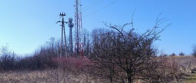 Siemonia ↔ Podsiemonia