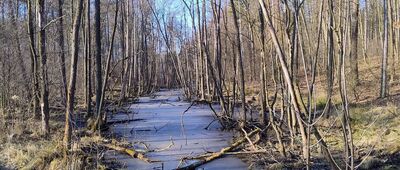 Wymysłów ↔ Dobieszowice Mołojka