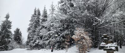 Bukowina Miejska [Bukowina Miejska (luty 2026)]