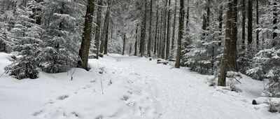 Radziejowa ↔ Przełęcz Żłobki