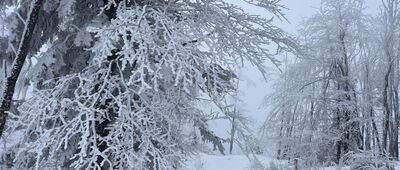 Rozdroże Pod Wielką Przehybą ↔ Radziejowa