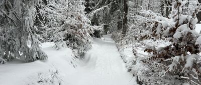 Obidowiec ↔ Rozdziele