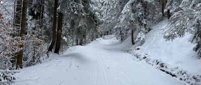 Las Pański ↔ Pod Wierchową