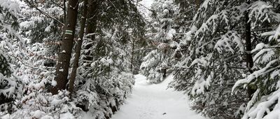 Bukowina Obidowska ↔ Obidowa