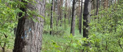 Jezioro Białe ↔ Szarcz