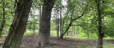 Borowy Młyn ↔ Jabłonka