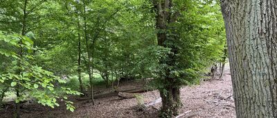 Borowy Młyn ↔ Jabłonka