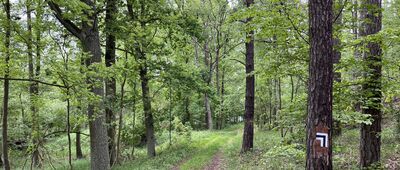 Borowy Młyn ↔ Jabłonka