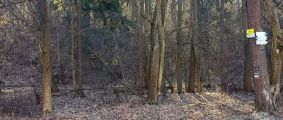 Stawy nad Głuszycą