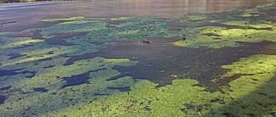 Stawy nad Głuszycą ↔ Kompleks Soboń